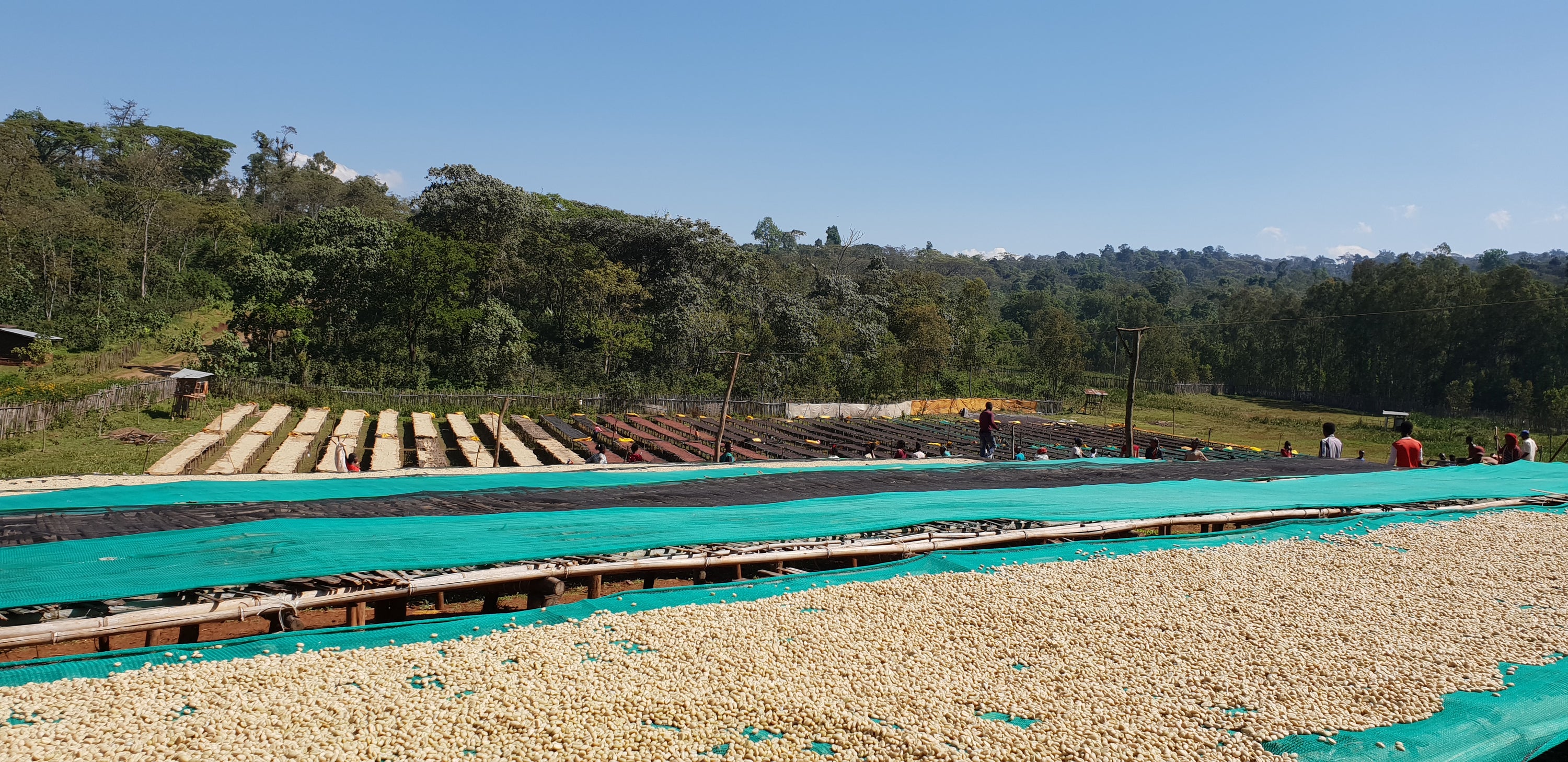 Ethiopia - Chelbesa - Red Honey