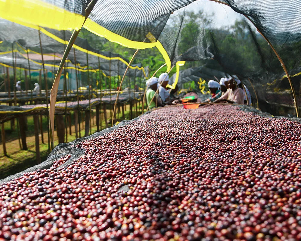 Ethiopia - Girma Tamiru - Aricha