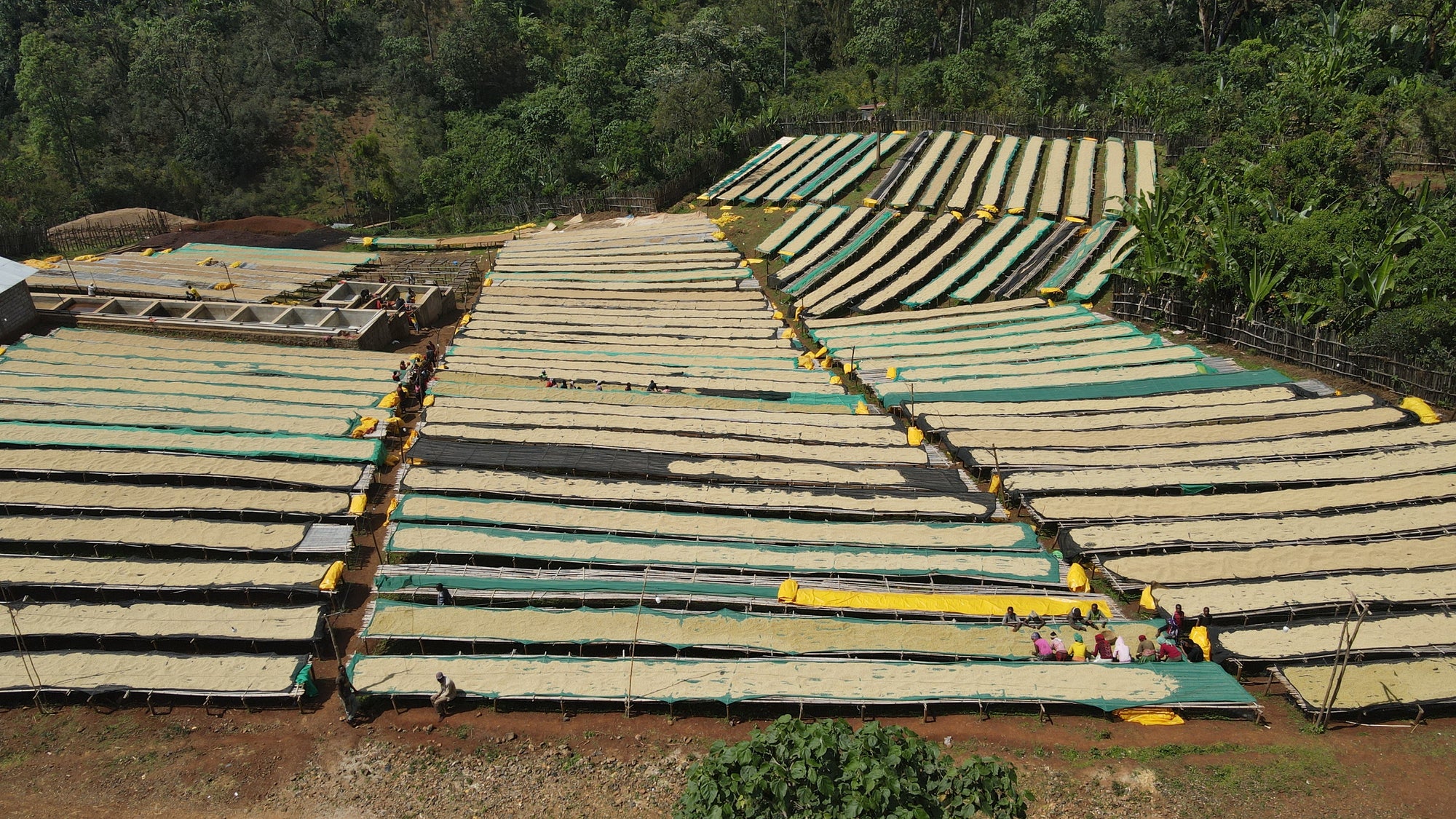 Ethiopia - Chelbesa - Red Honey