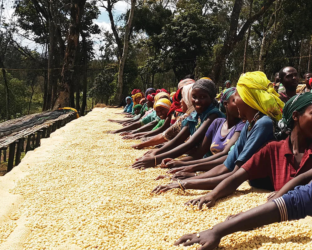 Ethiopia - Girma Tamiru - Aricha