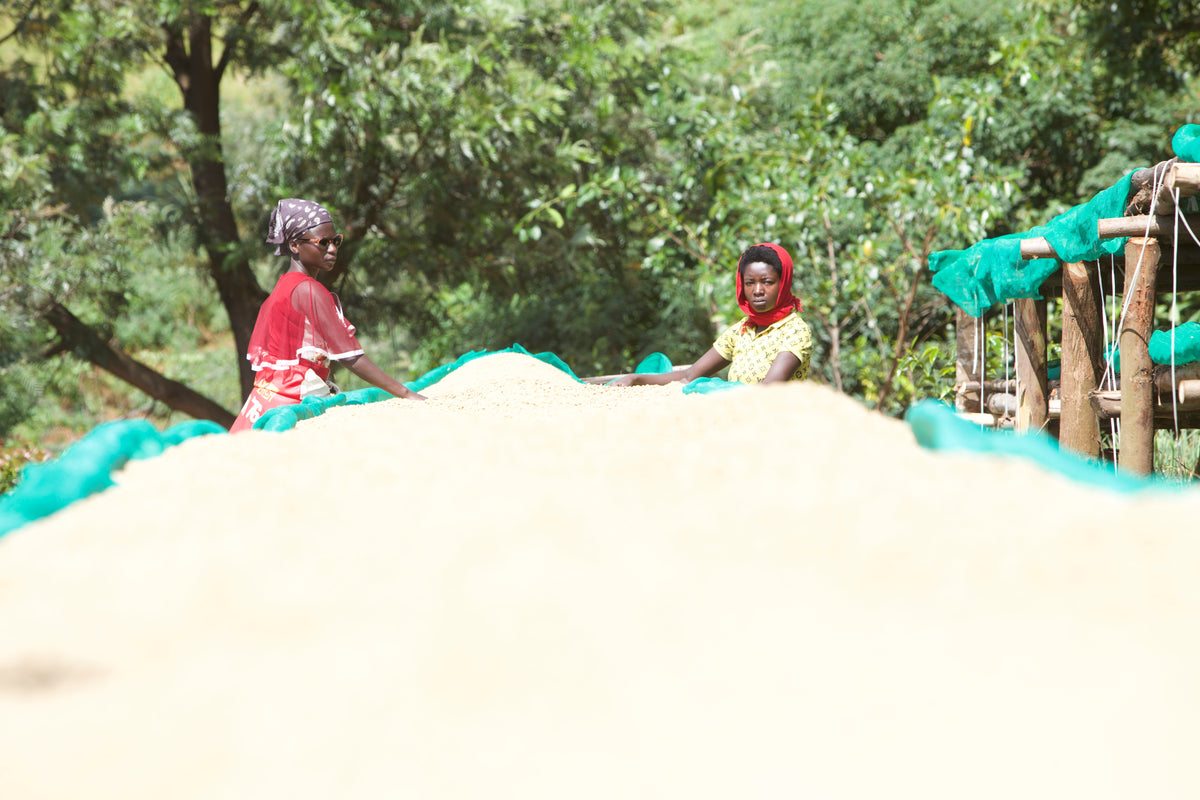 Burundi - Muzenga - Washed Lot 2582