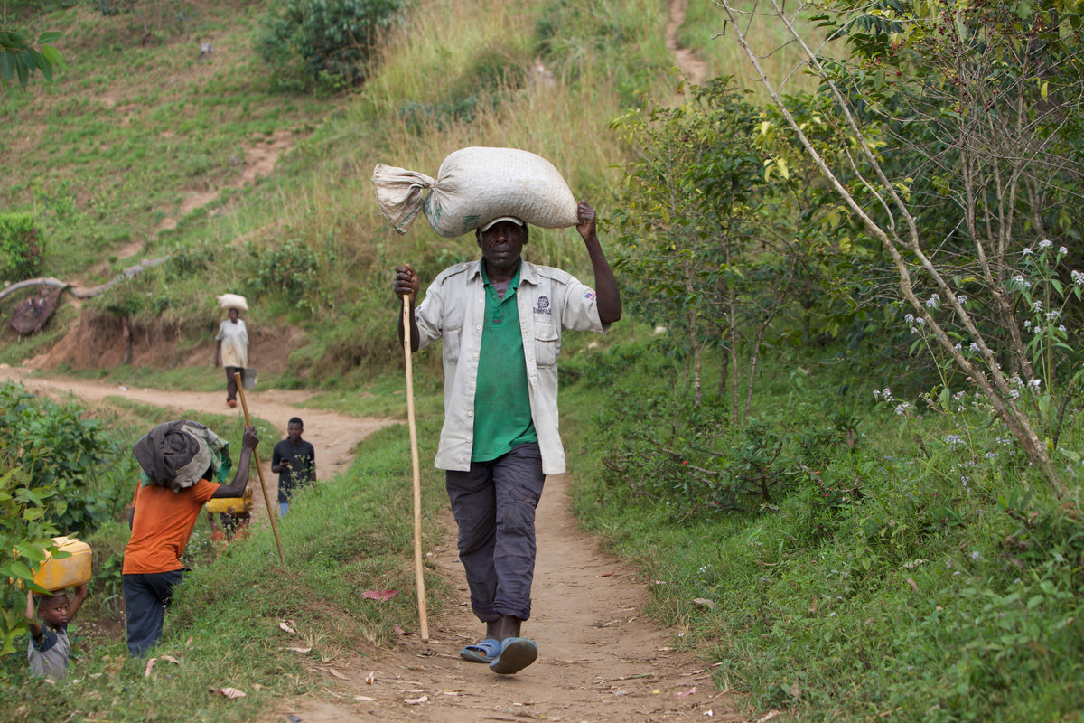 Burundi - Muzenga - Washed Lot 2582