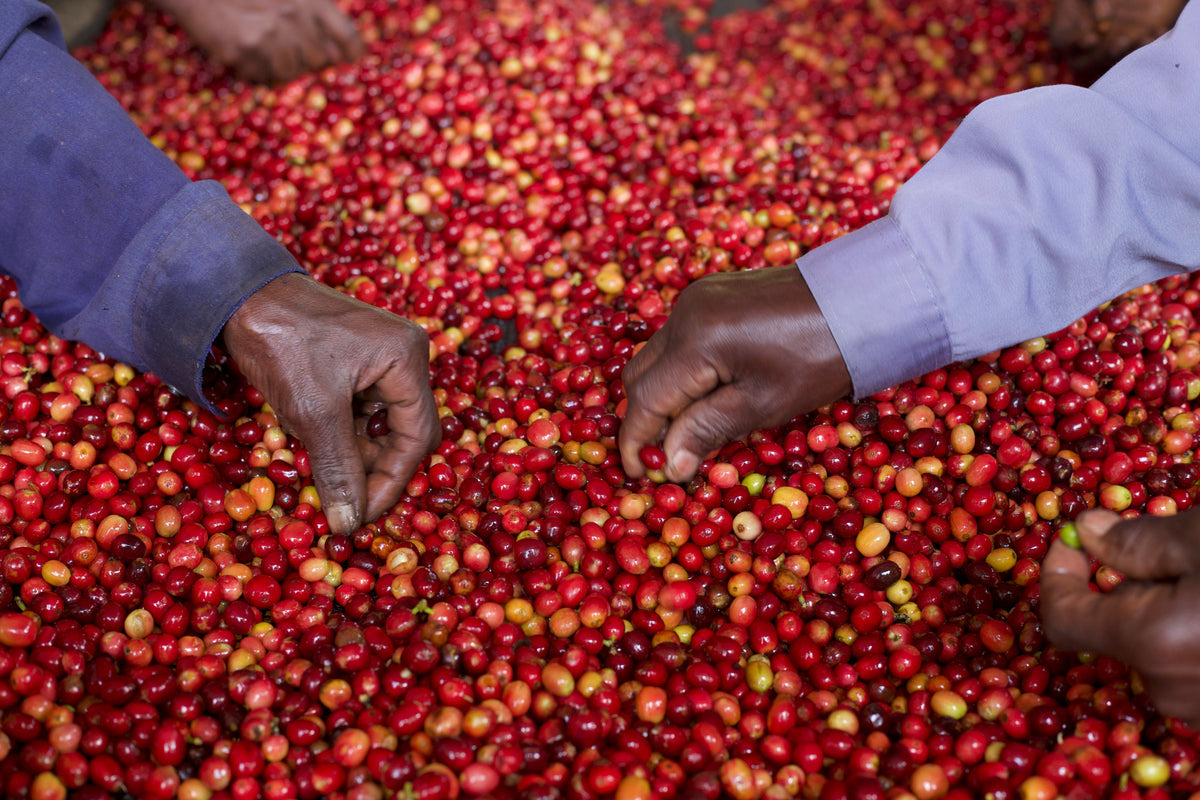 Burundi - Muzenga - Washed Lot 2582