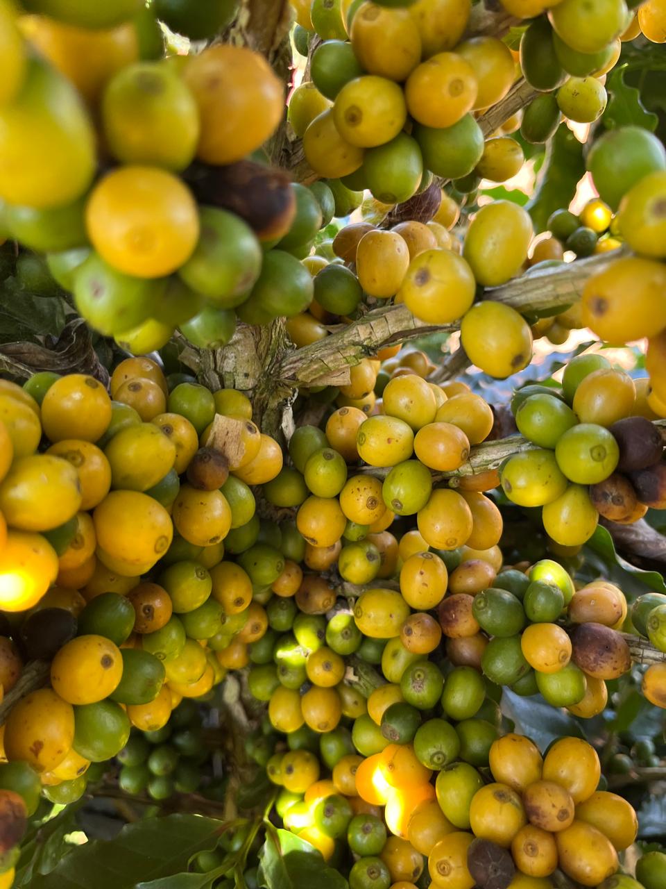 Brazil - Fazenda Angola - Natural