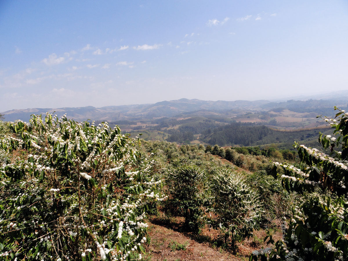 Brazil - Fazenda Angola - Natural