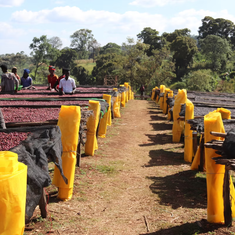 Ethiopia - Eva Gotiti - Washed