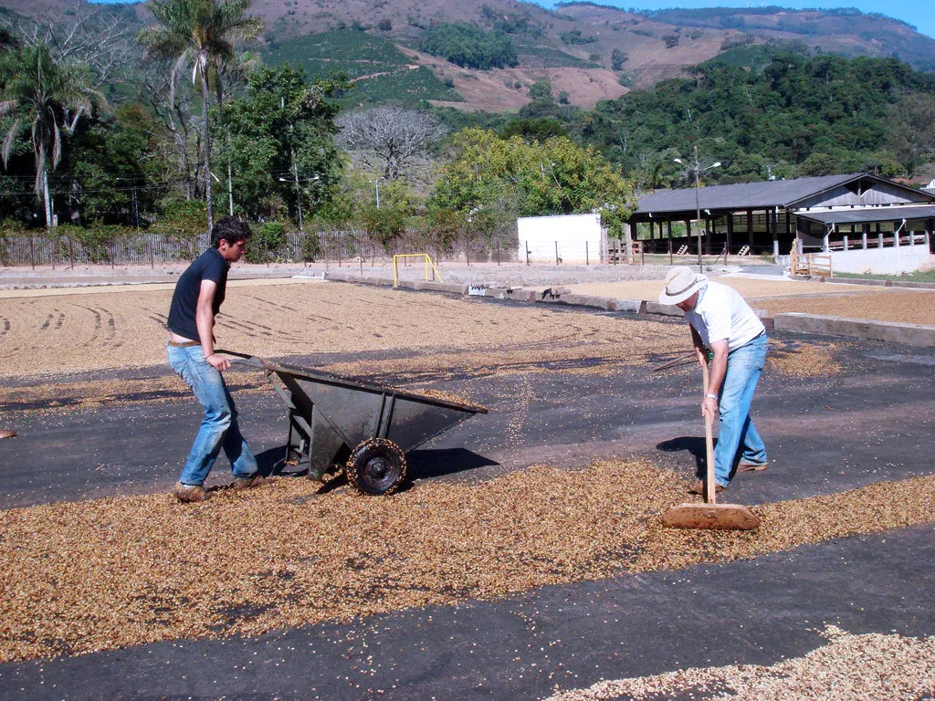 Brazil - Fazenda Barreiro - Yellow Bourbon