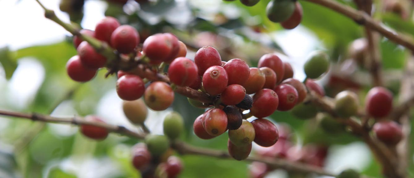 Burundi -Migoti - Natural